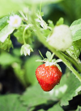 Bahçedeki bir dalda çiğ kırmızı çilek.