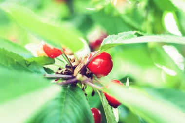 Ağacın dalında kırmızı meyveler, bahçe konsepti.