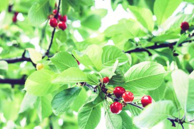 Ağacın dalında kırmızı meyveler, bahçe konsepti.