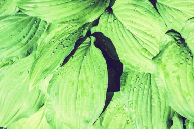 Yağmurlu günlerde yeşil yaprak desenli Hosta bitkisi, p