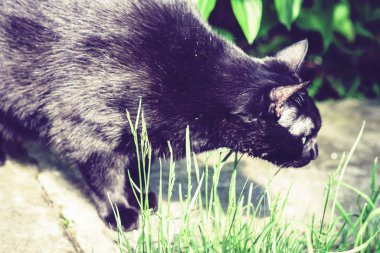 Siyah kedi çimlerin ve otobüsün yanındaki patikada yürüyor.