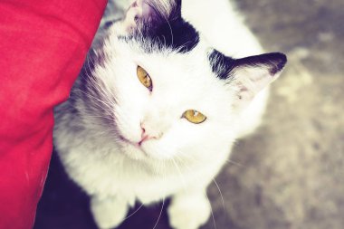 Siyah beyaz kedi kaldırımda oturuyor. .