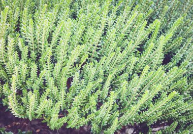 Arkaplan tasarımı için yeşil yaprak dokusu.