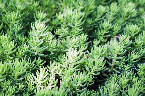 Sedum, planta suculenta con hojas verdes textura fondo, pla —  Fotos de Stock