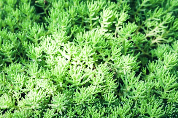 Sedum, plante succulente avec fond de texture de feuilles vertes, pla — Photo