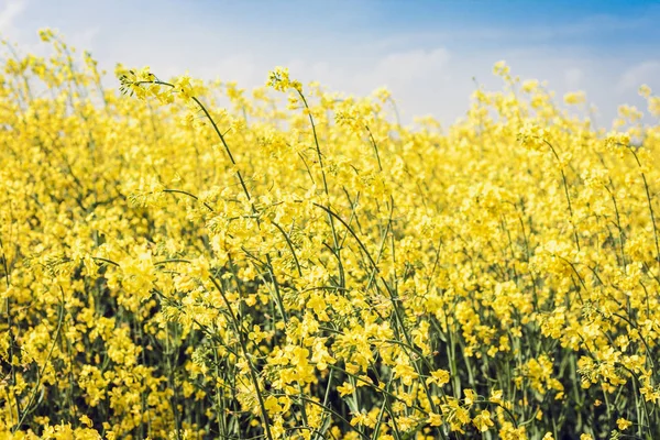 Flores de colza no campo (Brassica Napus), com flores amarelas t — Fotografia de Stock