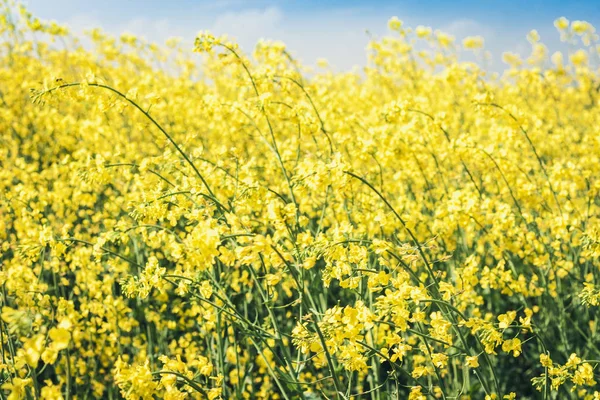 Le colza fleurit sur le champ (Brassica Napus), avec des fleurs jaunes t — Photo