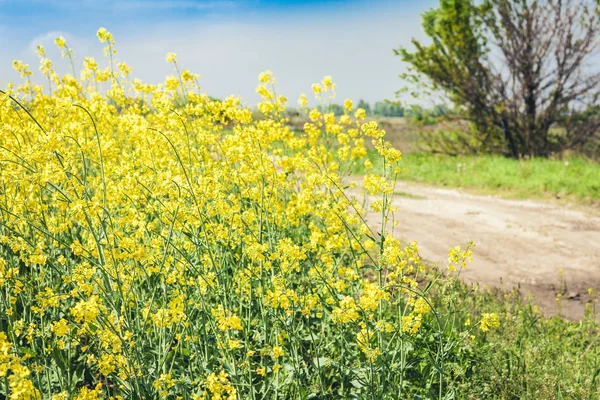 Flores de colza no campo (Brassica Napus), com flores amarelas t — Fotografia de Stock