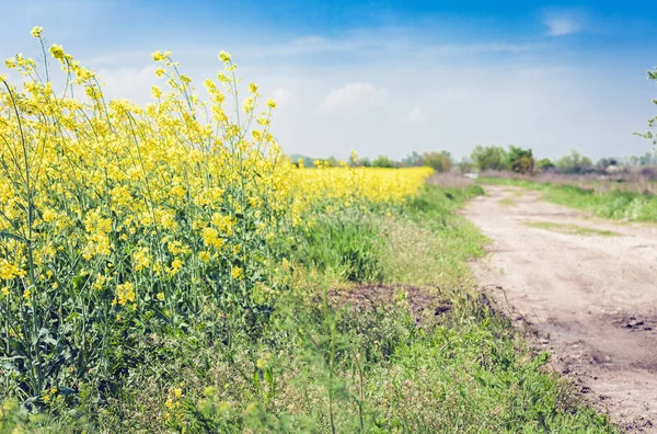 Рапса цветет на поле (Brassica Napus), с желтыми цветами т — стоковое фото