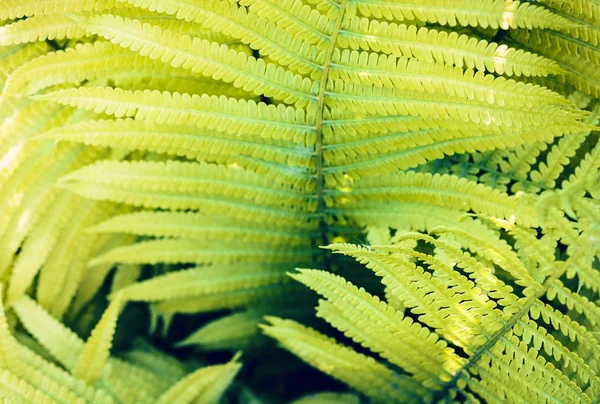 Fougère (Polypodiophyta) avec des feuilles vertes texture fond, plan — Photo
