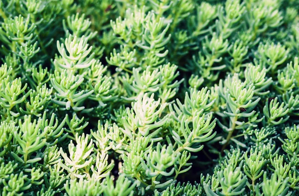 Sedum, planta suculenta con hojas verdes textura fondo, pla —  Fotos de Stock