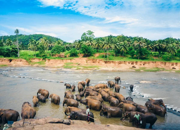 Filler Sri Lanka 'daki Oya nehrinde yıkanır, Pinnawala Elephan