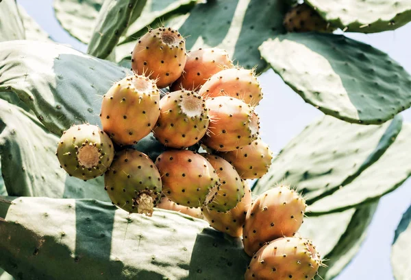 Fruits of Prickly pear cactus with fruits also known as Opuntia,