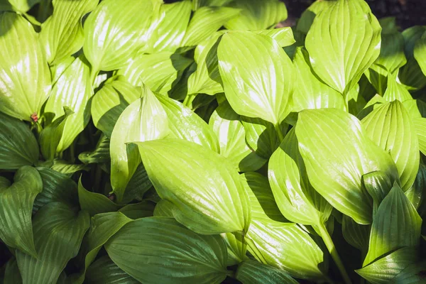 Hosta zöld levelek textúra háttér, növények a kertben. — Stock Fotó
