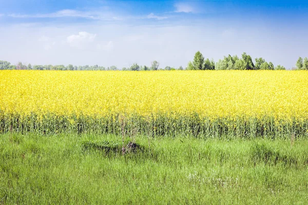 Le colza fleurit sur le champ (Brassica Napus), avec des fleurs jaunes t — Photo