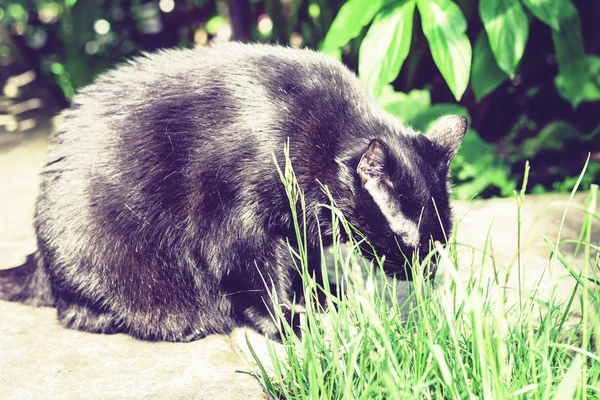 Siyah kedi çimlerin ve otobüsün yanındaki patikada yürüyor. — Stok fotoğraf