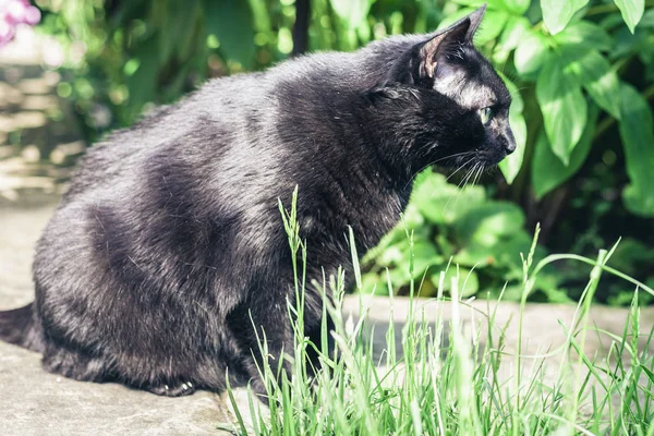 Chat noir marchant sur le chemin du jardin près de la pelouse et bus — Photo