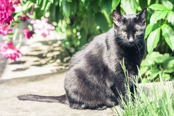 Chat noir marchant sur le chemin du jardin près de la pelouse et bus — Photo