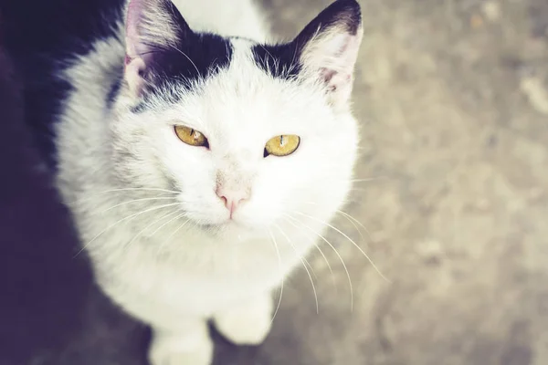 Chat noir et blanc assis sur le trottoir dans la rue  . — Photo