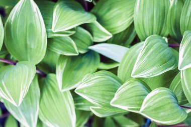 yeşil yaprak dokusu arka plan, bahçedeki bitkiler.