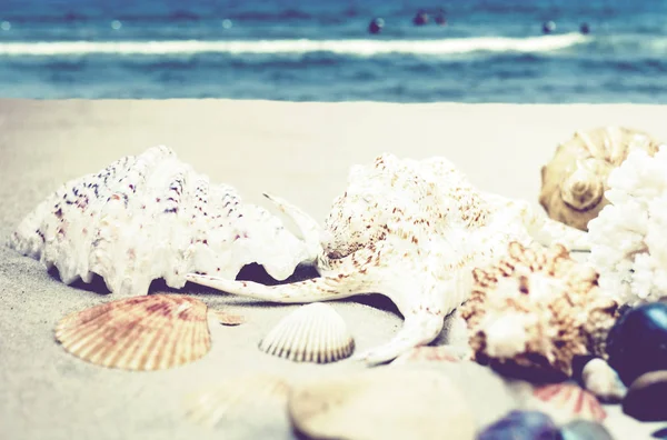 Snäckskal, stenar och havsstjärnor på sanden, sommar strand backgr — Stockfoto