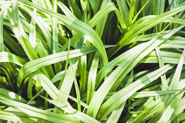 Hojas textura fondo, plantas en un jardín —  Fotos de Stock