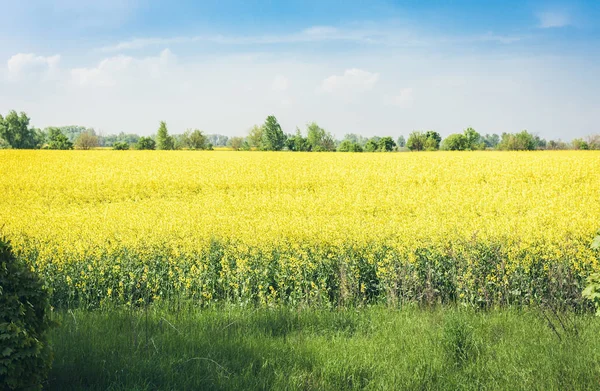 Le colza fleurit sur le champ (Brassica Napus), avec des fleurs jaunes t — Photo