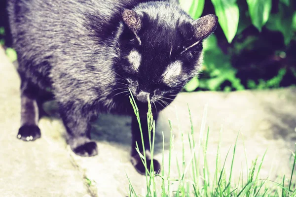 Siyah kedi çimlerin ve otobüsün yanındaki patikada yürüyor. — Stok fotoğraf