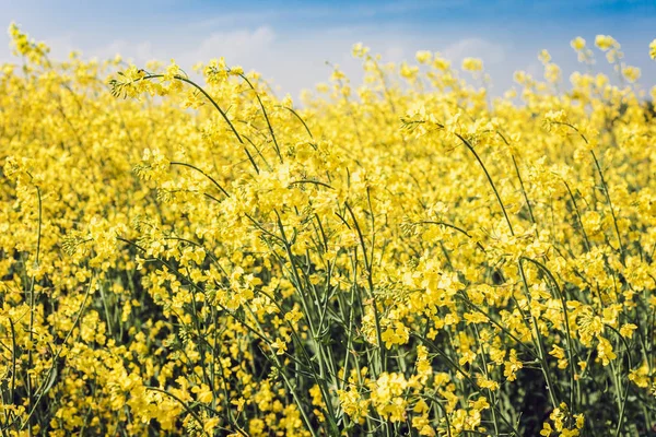 Рапса цветет на поле (Brassica Napus), с желтыми цветами т — стоковое фото