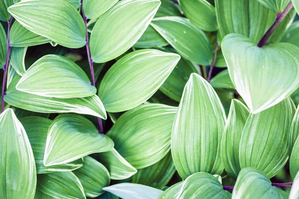 Zöld levelek textúra háttér, növények a kertben. — Stock Fotó