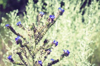 Yeşil yapraklı kır çiçekleri güneşli bir günde arka planda, p
