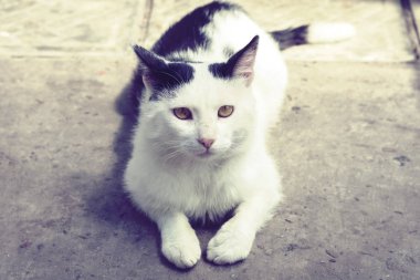 Siyah beyaz kedi kaldırımda oturuyor. .