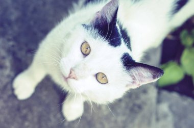 Siyah beyaz kedi kaldırımda oturuyor. .