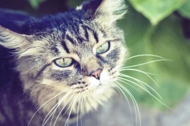 Bahçede yeşil gözlü gri kedi. Yaklaş..