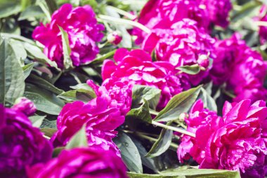 Bahçesinde pembe şakayık çiçekleri olan çalılar...