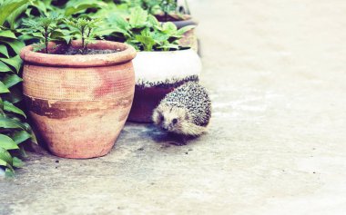 Avrupa kirpisi (Erinaceus europaeus) kaldırımda yürüyor 