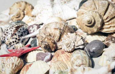 Deniz kabukları, deniz yıldızları ve kumsaldaki taşlar, yaz plajı...