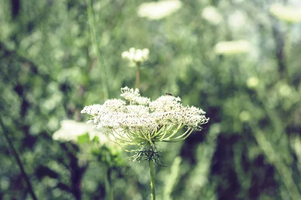Wildflowers se zelenými listy textury pozadí ve slunečný den, p — Stock fotografie