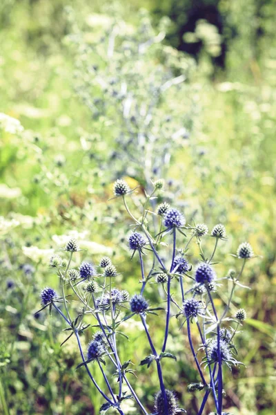 Wildflowers se zelenými listy textury pozadí ve slunečný den, p — Stock fotografie