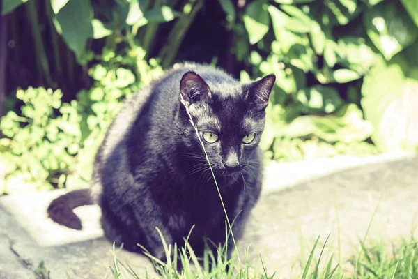 Siyah kedi bahçede kaldırımda oturuyor. . — Stok fotoğraf