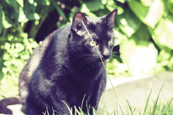 Siyah kedi bahçede kaldırımda oturuyor. . — Stok fotoğraf