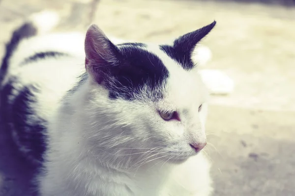 Chat noir et blanc assis sur le trottoir dans la rue  . — Photo