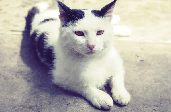 Chat noir et blanc assis sur le trottoir dans la rue  . — Photo