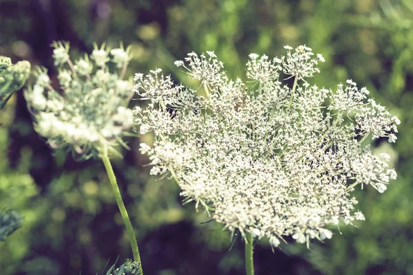 Wilde bloemen met groene bladeren textuur achtergrond in zonnige dag, p — Stockfoto