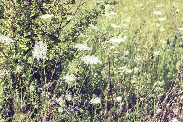 Wildflowers se zelenými listy textury pozadí ve slunečný den, p — Stock fotografie