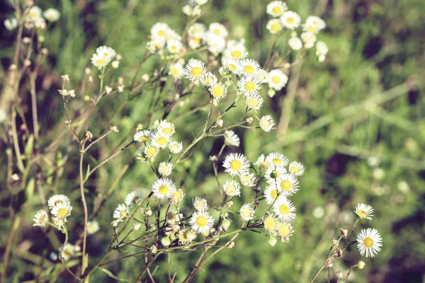 Wildflowers se zelenými listy textury pozadí ve slunečný den, p — Stock fotografie