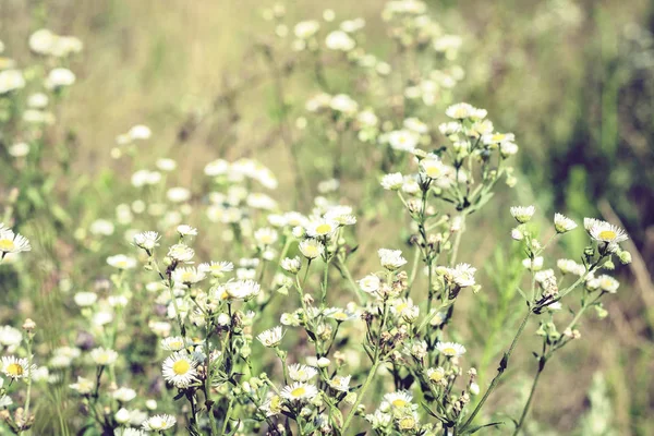 Wildflowers se zelenými listy textury pozadí ve slunečný den, p — Stock fotografie