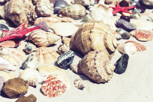 Snäckskal, havsstjärnor och stenar på sanden, sommar strand backgr — Stockfoto