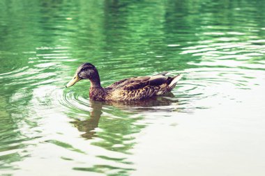 Dişi yaban ördeği. Parktaki gölde bir ördeğin portresi.