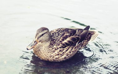 Dişi yaban ördeği. Parktaki gölde bir ördeğin portresi.